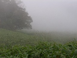 霧深い草原