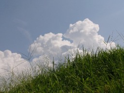 草と雲の空