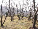冬枯れの桜林